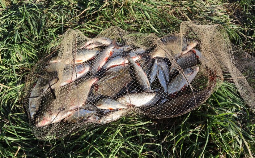 Рыбалка на Западной Двине